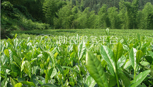丽江拾月茶叶种植基地供应量4吨图6