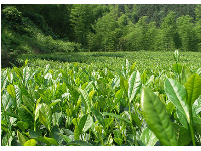丽江拾月茶叶种植基地供应量4吨图6