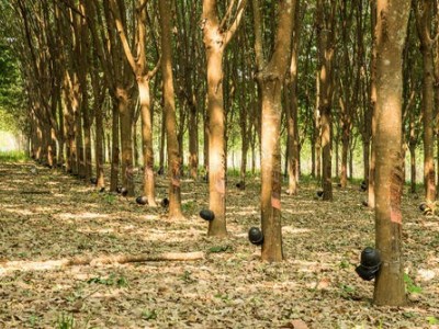 临沧橡胶种植基地供应量6吨图3