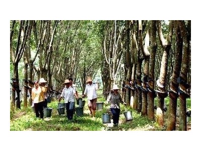 临沧橡胶种植基地供应量6吨图7