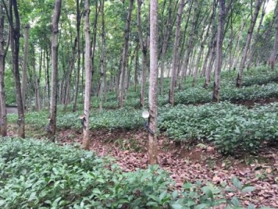 临沧橡胶种植基地供应量6吨图8