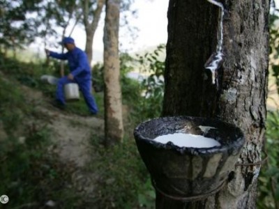 临沧橡胶种植基地供应量6吨图5