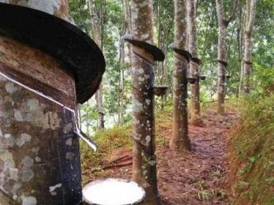 临沧橡胶种植基地供应量6吨图6