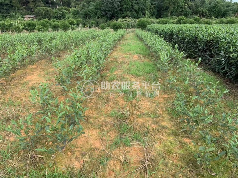 丽江拾月茶叶种植基地供应量4吨图7