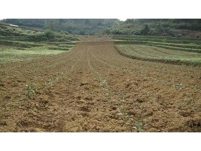 丽江拾月茶叶种植基地供应量4吨图8
