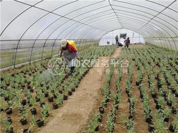 丽江拾月茶叶种植基地供应量4吨图9