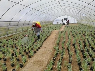 丽江拾月茶叶种植基地供应量4吨图9