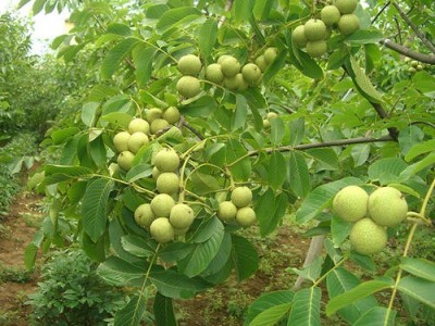 临沧核桃种植基地供应量7吨