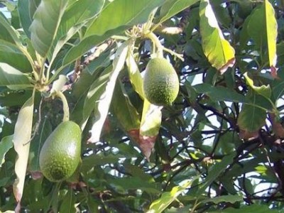 临沧牛油果种植基地供应量9吨图6