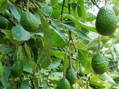 临沧牛油果种植基地供应量9吨图3