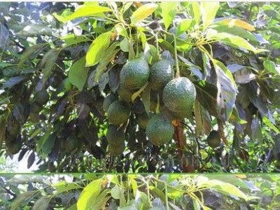 临沧牛油果种植基地供应量9吨图2