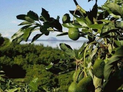 临沧牛油果种植基地供应量9吨图4