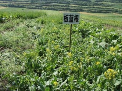 临沧中草药种植基地供应量9吨图2