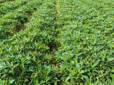 临沧中草药种植基地供应量9吨图7