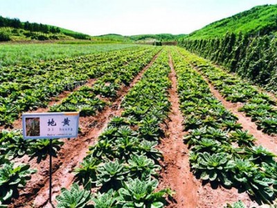 临沧中草药种植基地供应量9吨图3