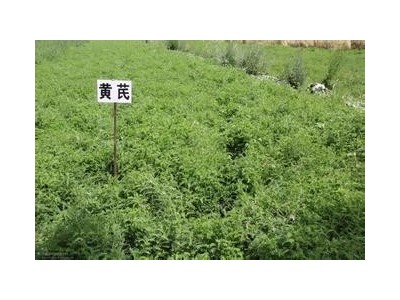 临沧中草药种植基地供应量9吨图8