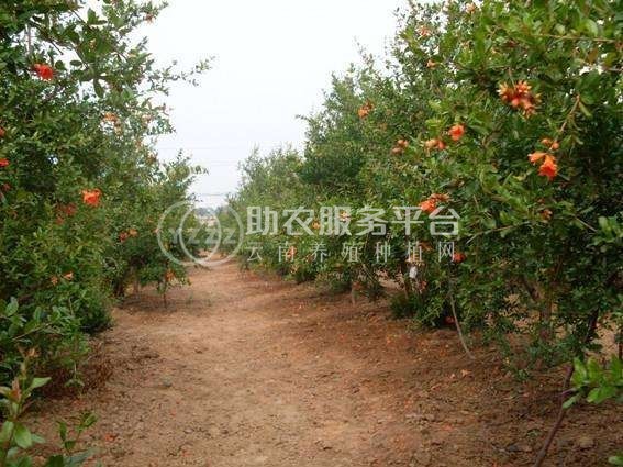 丽江宸峰石榴种植基地供应量8吨图2