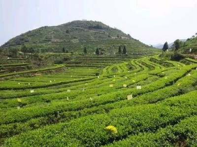 临沧中草药种植基地供应量9吨图9
