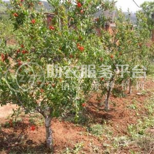 丽江宸峰石榴种植基地供应量8吨图3