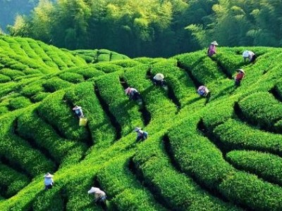 临沧茶叶种植基地供应量8吨