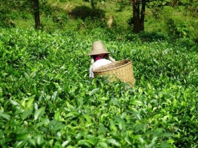 临沧茶叶种植基地供应量8吨图3