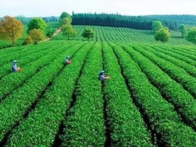 临沧茶叶种植基地供应量8吨图6