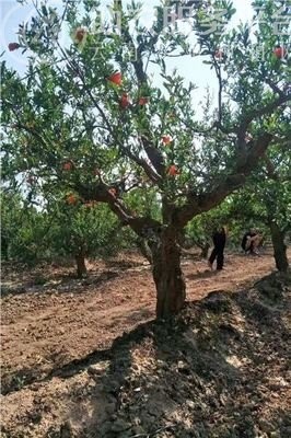 丽江宸峰石榴种植基地供应量8吨图7