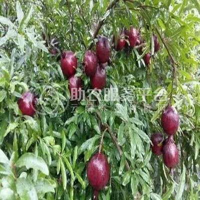 丽江宸峰石榴种植基地供应量8吨图9