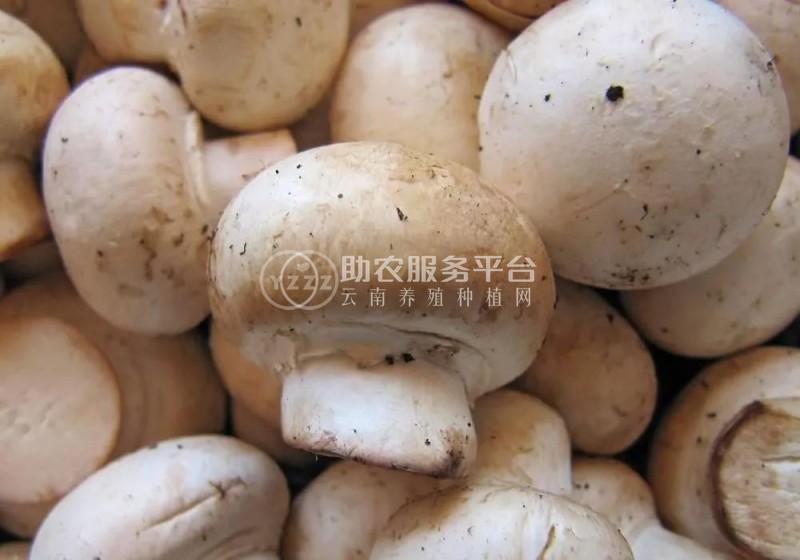 曲靖会泽娜姑盐水实用蘑菇种植中心 供应量15吨图1