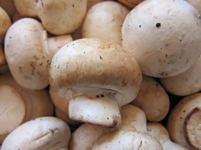 曲靖会泽娜姑盐水实用蘑菇种植中心 供应量15吨