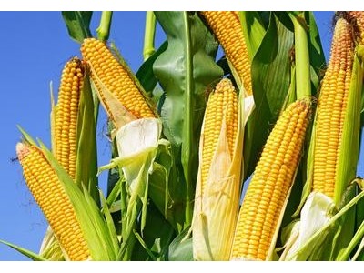 临沧玉米种植基地供应量9吨图4