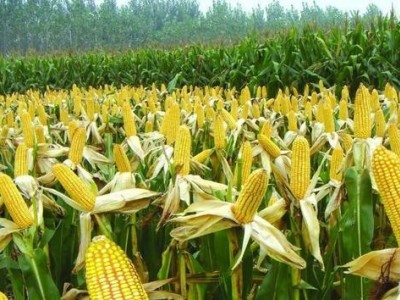临沧玉米种植基地供应量9吨图3