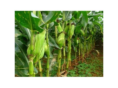 临沧玉米种植基地供应量9吨图6