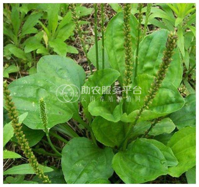 楚雄车前草种植基地供应5吨图1