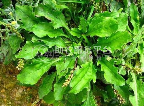 楚雄车前草种植基地供应5吨图2