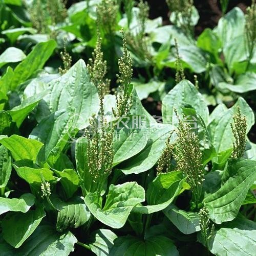 楚雄车前草种植基地供应5吨图3