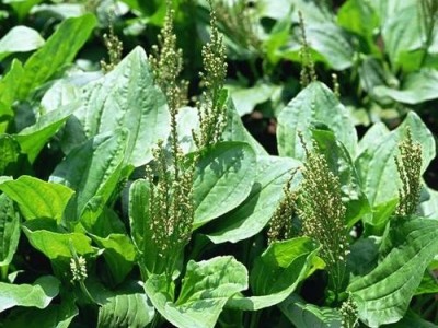 楚雄车前草种植基地供应5吨图3