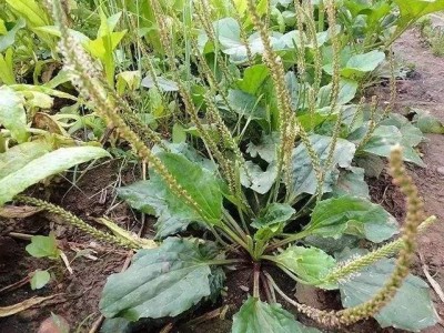 楚雄车前草种植基地供应5吨图4