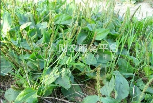楚雄车前草种植基地供应5吨图5