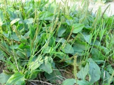 楚雄车前草种植基地供应5吨图5