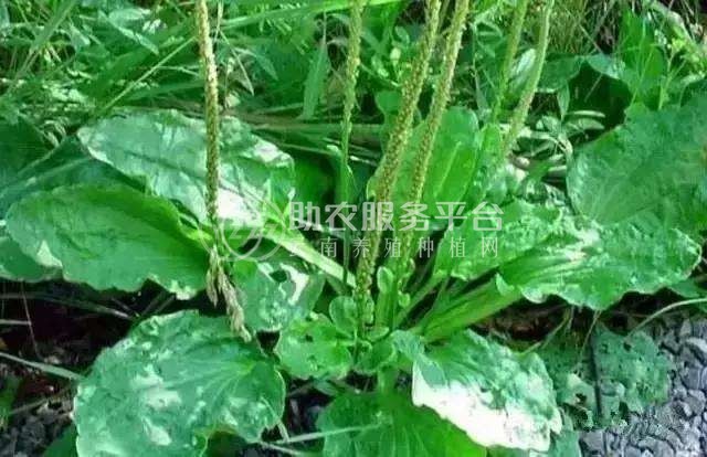 楚雄车前草种植基地供应5吨图6