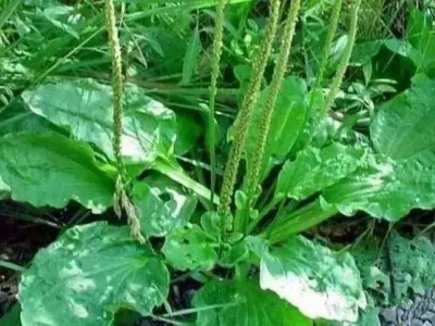 楚雄车前草种植基地供应5吨图6