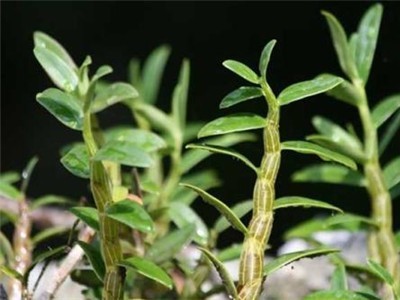 临沧石斛种植基地供应量6吨图2