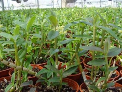 临沧石斛种植基地供应量6吨图5