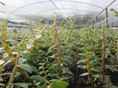 临沧石斛种植基地供应量6吨图7