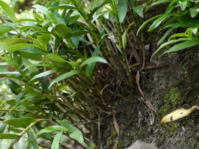 临沧石斛种植基地供应量6吨图9