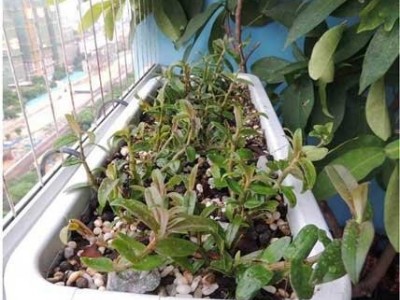 临沧石斛种植基地供应量6吨图8