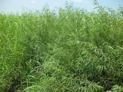 临沧杞柳种植基地供应量9吨图2