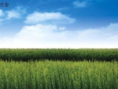 临沧杞柳种植基地供应量9吨图5