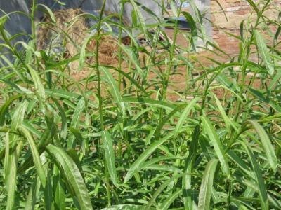 临沧杞柳种植基地供应量9吨图6